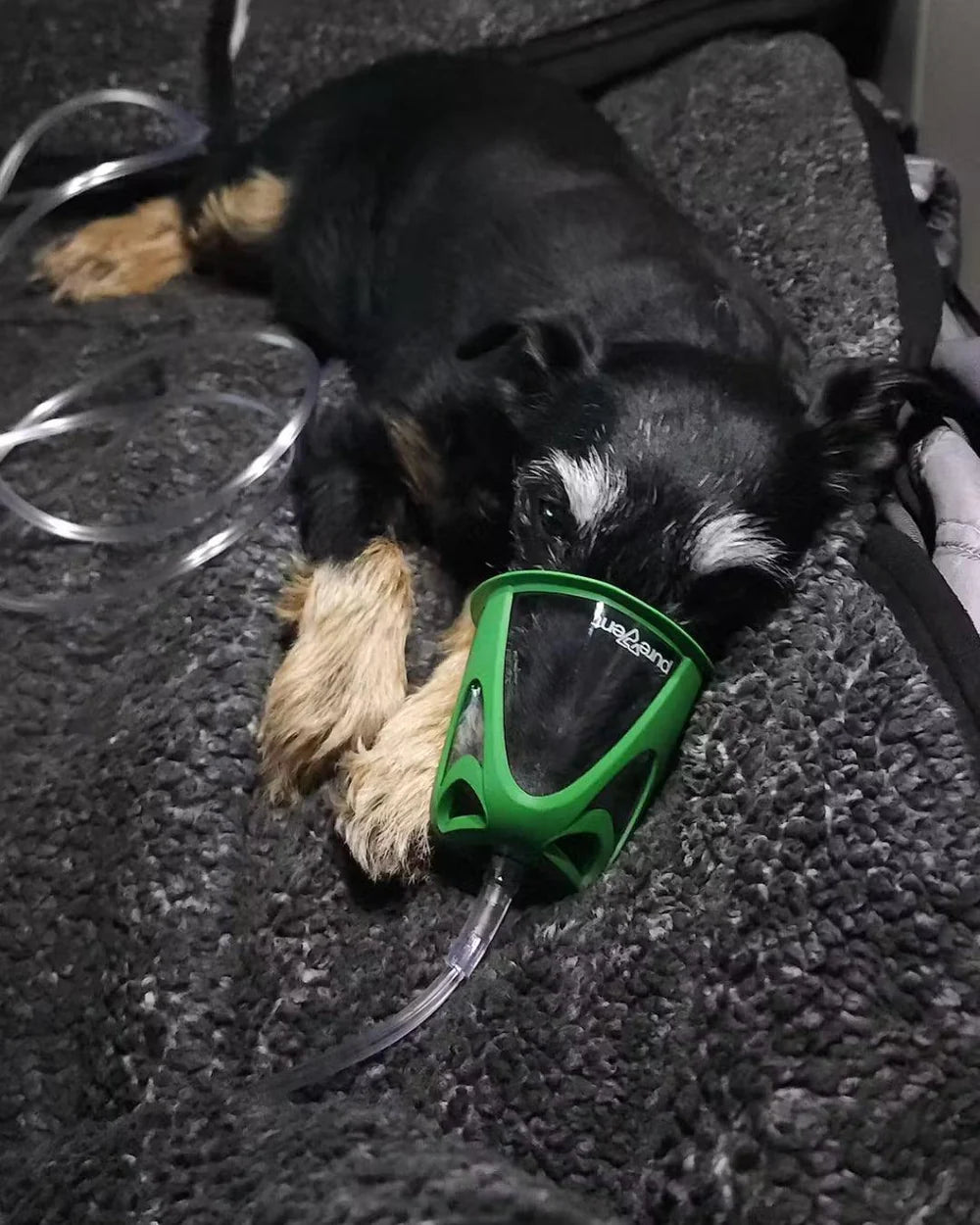 Dog Rescue Oxygen Kit – Rescue Oxygen Therapy and Transport for Pets image 3