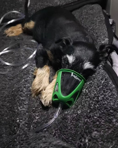 Dog Rescue Oxygen Kit – Rescue Oxygen Therapy and Transport for Pets image 3